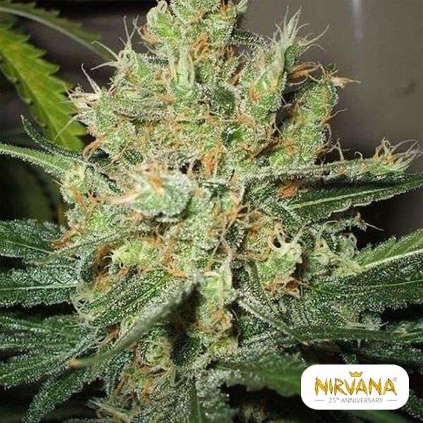 Planta de energia pura planta de maconha