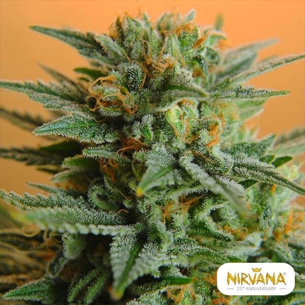 View Planta de maconha PPP