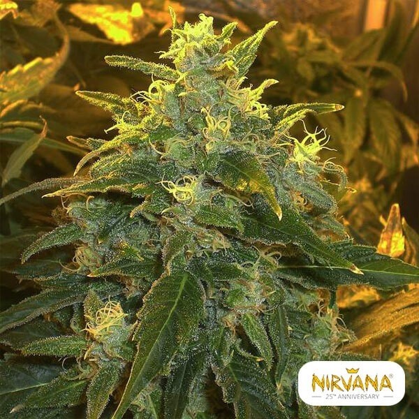 Planta de maconha de luz do Norte