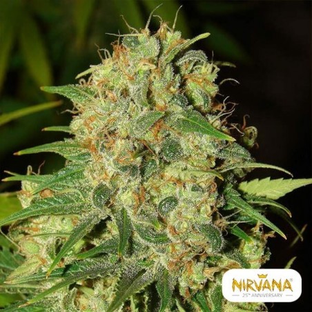 Planta de maconha Master Kush