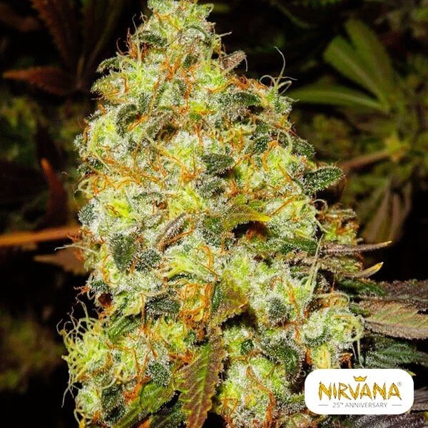 View Planta de maconha de gelo