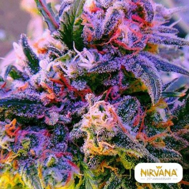 Aurora Indica planta de maconha