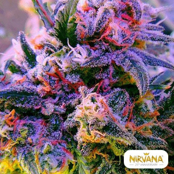 Aurora Indica planta de maconha