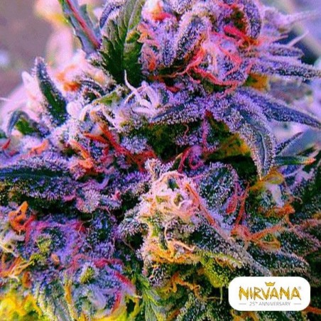 Aurora Indica planta de maconha