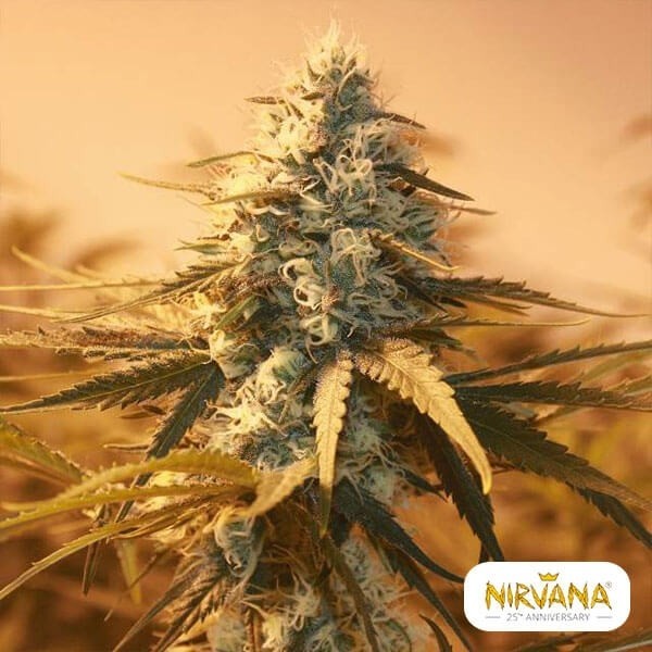 View Ak 48 planta de maconha
