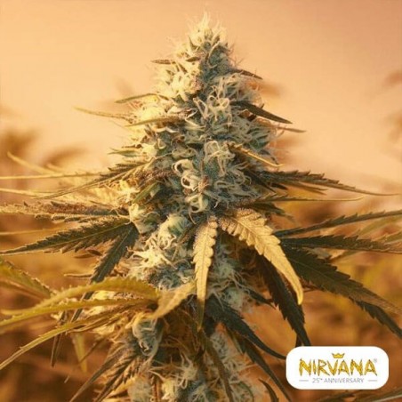 Ak 48 planta de maconha