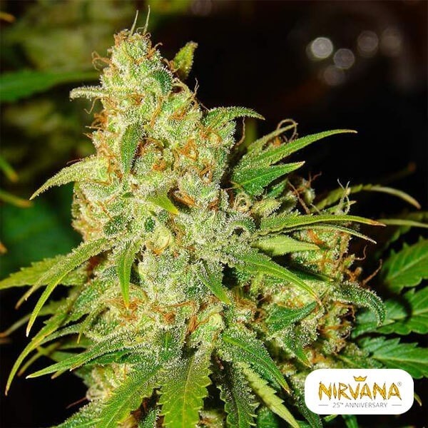View Fábrica de maconha de autoflorescente Bubblelicious