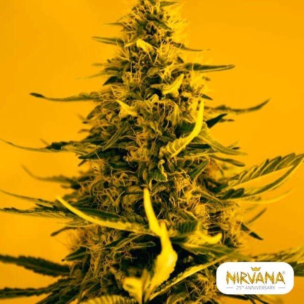View Planta de maconha de auto-floramento de viúva branca