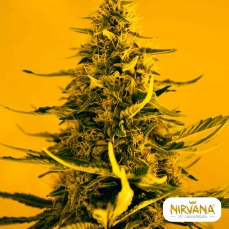 Planta de maconha de auto-floramento de viúva branca