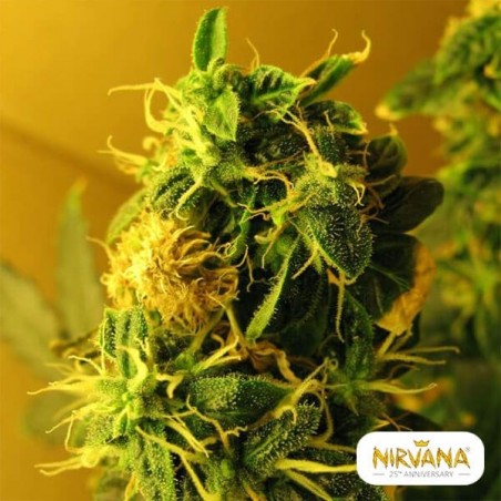 Planta de maconha autoflorescente da luz do norte
