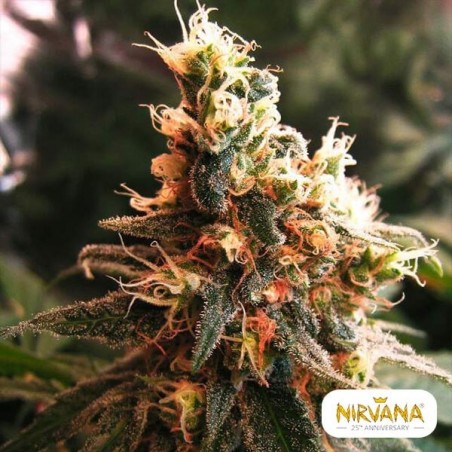 Planta de maconha Jock Horror Autoflorescente