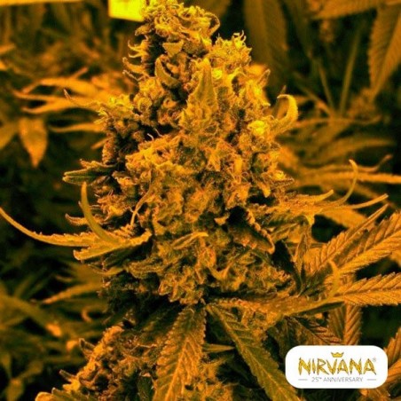 Planta de maconha autoflorescente Blueberry Kush