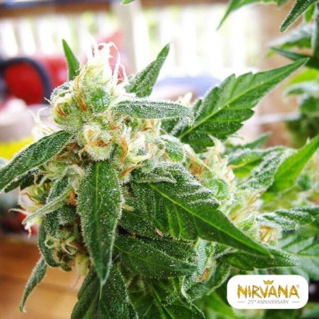 Planta de maconha autoflorescente AK 48