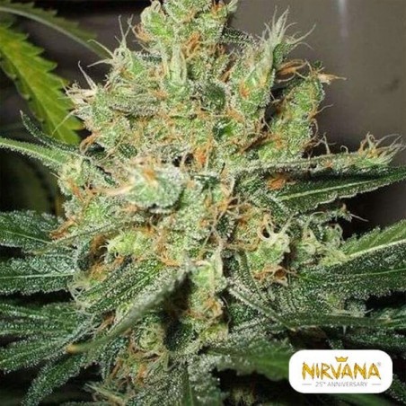 Planta de energia pura planta de maconha regular