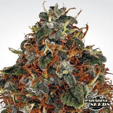 Espaço Cookies planta de maconha