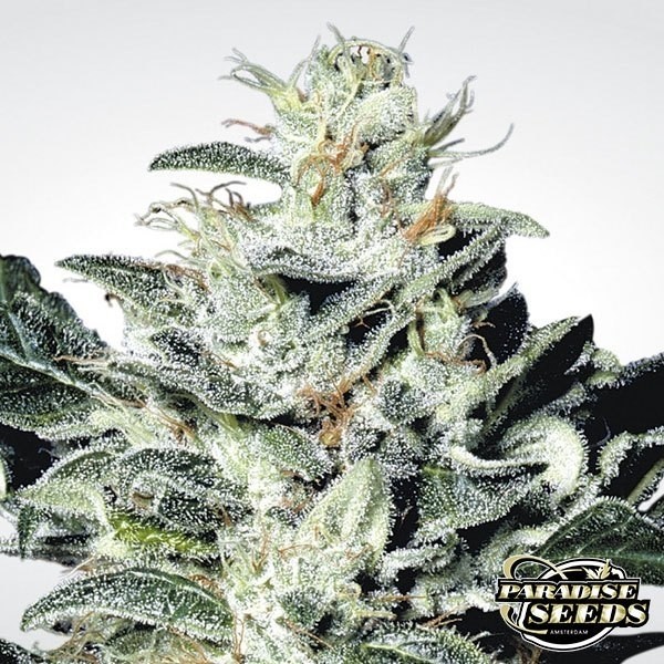 View Sensi Star planta de maconha