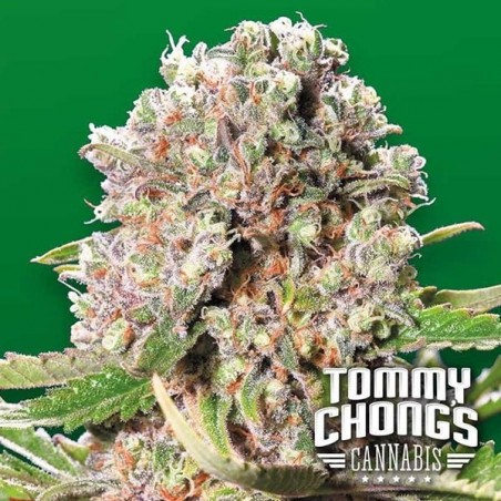 Mendocino planta de maconha Skunk