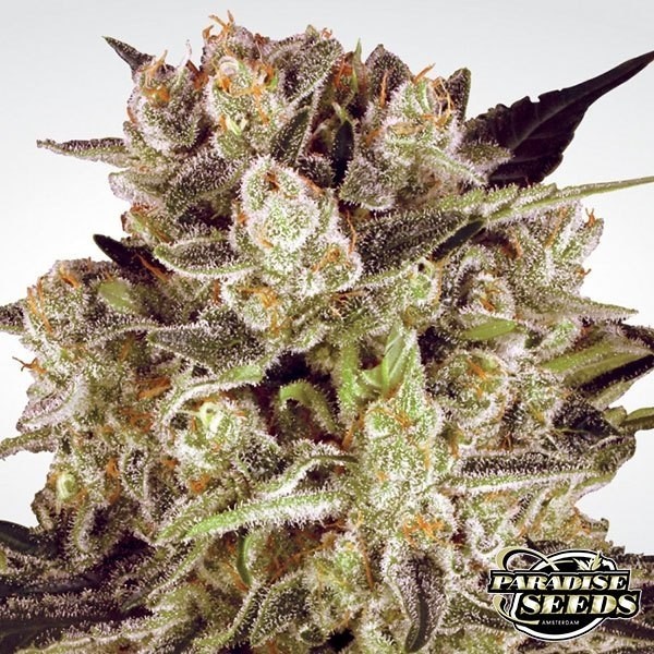 View Durga Mata II CBD planta de maconha