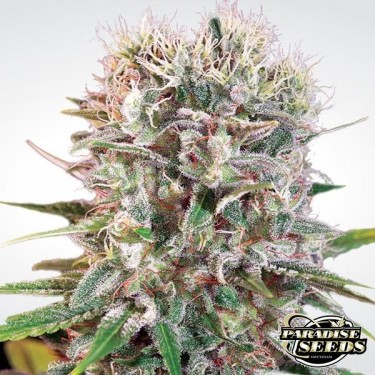 Planta de maconha Wappa