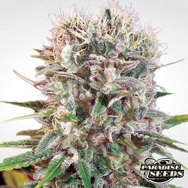 View Planta de maconha Wappa