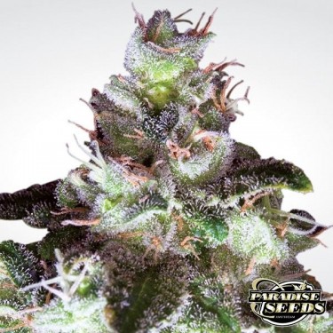 Planta de maconha de Widow branco original