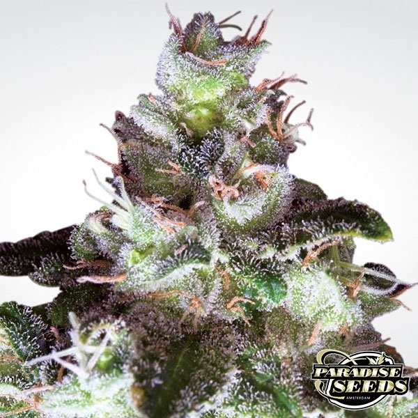 View Planta de maconha de Widow branco original