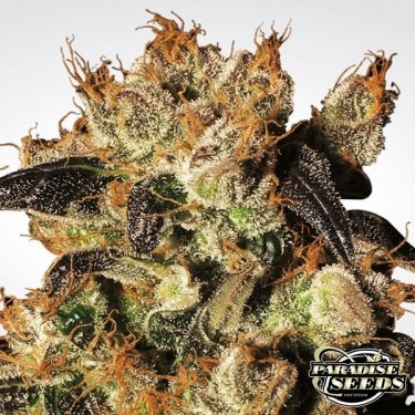 Planta de maconha de Berry branco