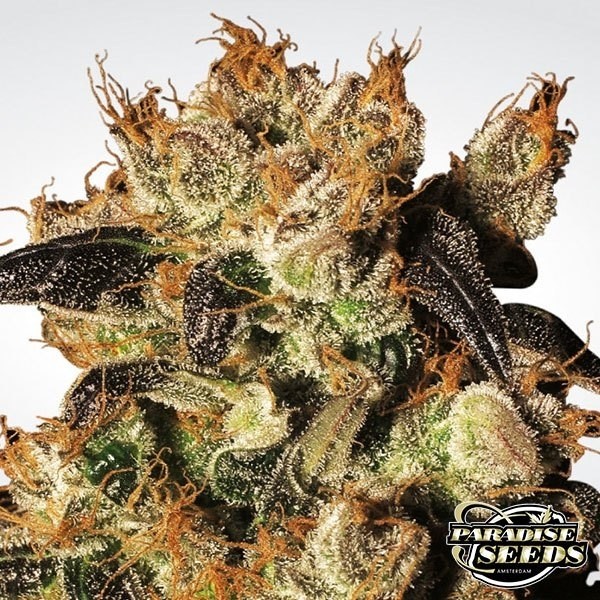 View Planta de maconha de Berry branco