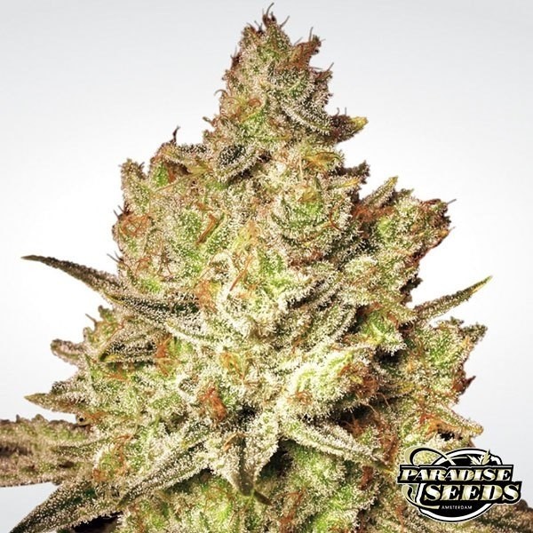 Planta de maconha branca de Jacky
