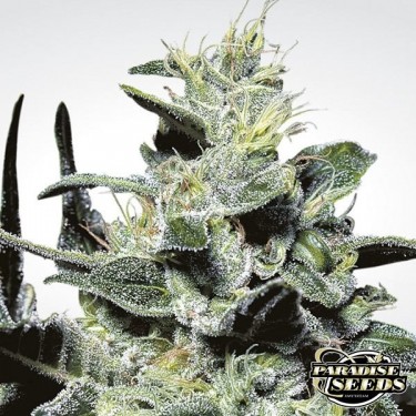 Planta de maconha nebulosa