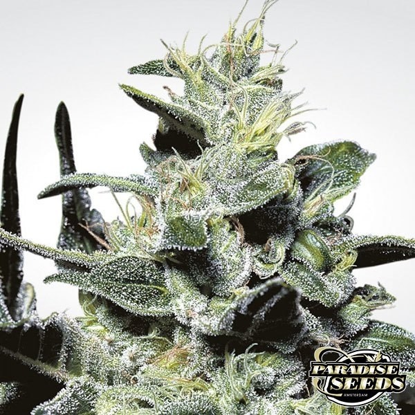 View Planta de maconha nebulosa