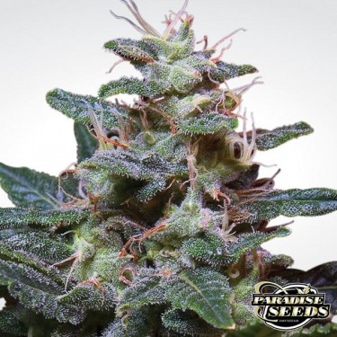 Planta de maconha roxo doce