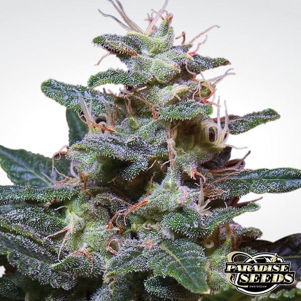 View Planta de maconha roxo doce