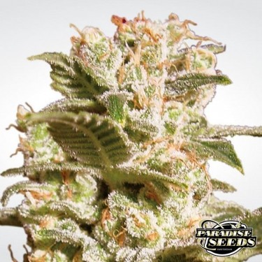 Planta de maconha Belladonna