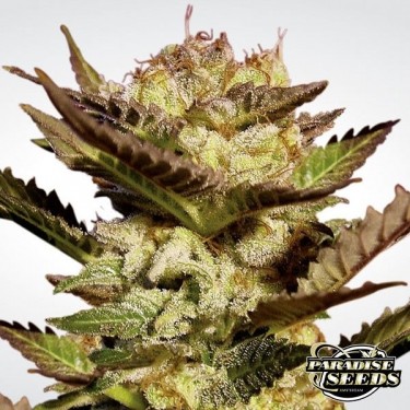 Planta de maconha Durga Mata
