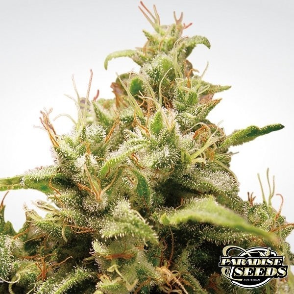 View Planta de maconha de ópio