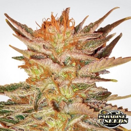 Planta de maconha de sorvete