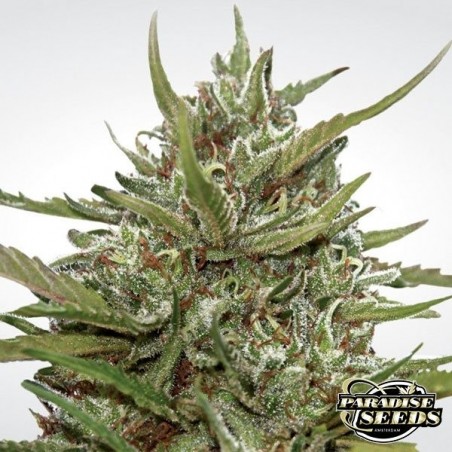 Auto White Berry of Paradise Seeds automático - GB The Green Brand