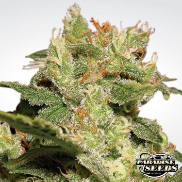 View Auto Jack of Paradise Seeds automático - GB The Green Brand