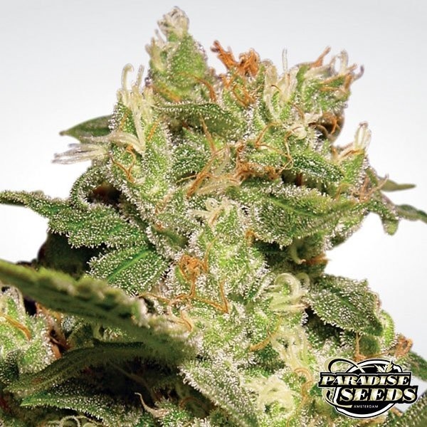 View Auto Jack of Paradise Seeds automático - GB The Green Brand