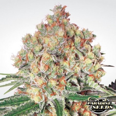 Auto Wappa de Paradise Seeds automático - GB The Green Brand