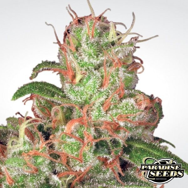 Ácido Auto de Paradise Seeds automático - GB The Green Brand