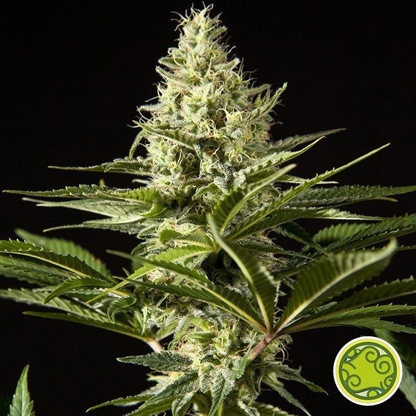 View Planta de maconha bomba preta