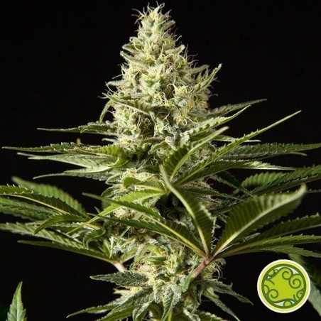 Planta de maconha bomba preta