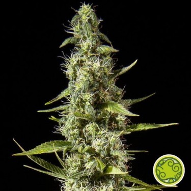 Planta de marijuana Maroc