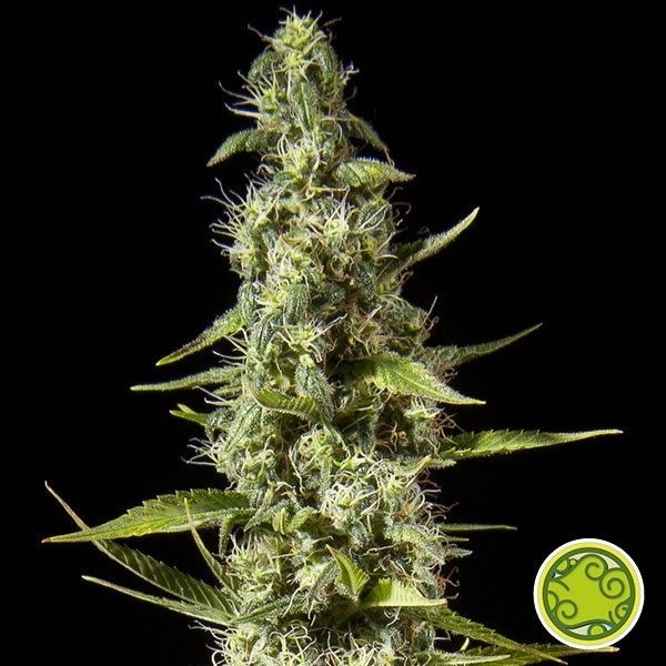 Planta de marijuana Maroc