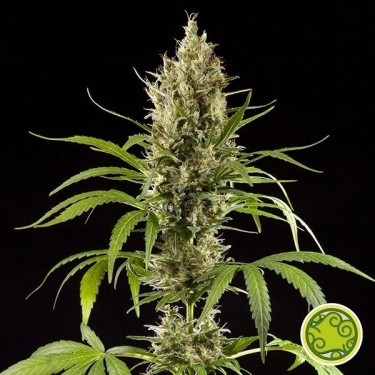 Fácil Haze / K 13 Haze planta de maconha