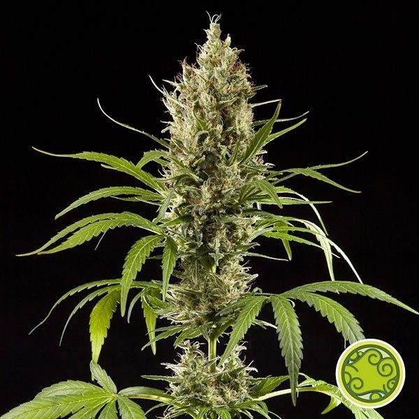 Fácil Haze / K 13 Haze planta de maconha