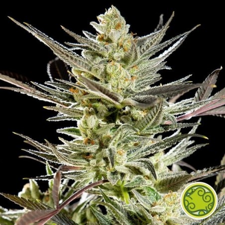 Jack frutado/Jack A planta de maconha Frutero