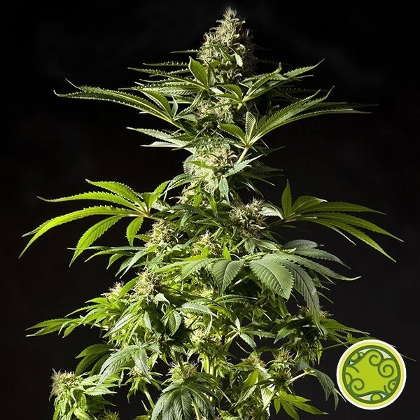 View Planta de maconha Tropimango